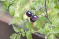 Small purple colored cherry tomatoes on tomato plant in garden in late summer Royalty Free Stock Photo