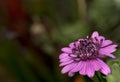 Small purple cone flower on a garden Royalty Free Stock Photo