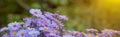 Small purple daisies - Erigeron. Garden flowers natural summer background. On a flower the bee collects the nectar Royalty Free Stock Photo