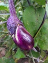 Small purple eggplant