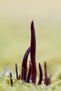 Purple fairy club mushrooms close up in moss