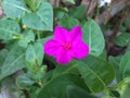 Small purple flower, Beauty of Sri lanka Royalty Free Stock Photo