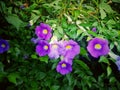 Small purple flower in bloom