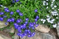 Small purple flower decorate on stone