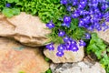 Small purple flower decorate on stone