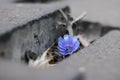 A small purple flower emerges from the sidewalk