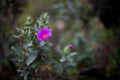 Small purple flower isolated on green background Royalty Free Stock Photo