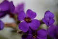 Small purple flower macro background Aubrieta deltoidea family brasicaceae prints