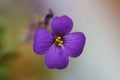 Small purple flower macro background Aubrieta deltoidea family brasicaceae prints