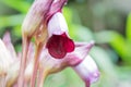 Small purple flower on mountain Royalty Free Stock Photo