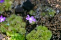 Small purple flower of Pinguicula moranensis. insectivorous herb.