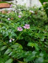 a small purple flower, which was photographed in the morning