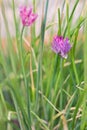 Small Purple Flowers Royalty Free Stock Photo