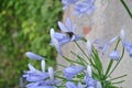 Small purple flowers, Agapanto, from the garden of the alhambra in granada Royalty Free Stock Photo