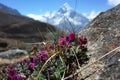 Small purple flowers blossoming on high altitude about 4700 m in Himalayas mountains, Nepal Royalty Free Stock Photo