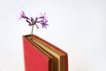 Small purple flowers bookmark a red vintage old book Royalty Free Stock Photo