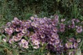 Small purple flowers Royalty Free Stock Photo