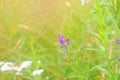 Small purple flowers-dogs in the summer grass Royalty Free Stock Photo