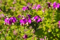Small purple flowers in the garden with long stems and lush green background leaves Royalty Free Stock Photo