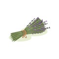 Flowers of lavender. Bundle of medical plants tied with rope. Aromatic herb. Alternative medicine theme. Flat vector