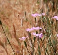 Small purple flowers of steppe cloves against the background of dried grass on a sunny summer day. Dianthus polymorphus in the Royalty Free Stock Photo