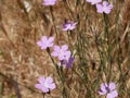 Small purple flowers of steppe cloves against the background of dried grass on a sunny summer day. Royalty Free Stock Photo