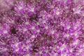 Small purple flowers texture. Closeup blossom background. Royalty Free Stock Photo