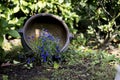 Small purple flowers in a tipped over flower pot