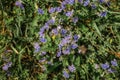 Small purple forest flowers on the dark green background. Closeup of blooming flowers. Spring fresh background. Shallow depth of Royalty Free Stock Photo