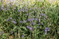 Small purple forest flowers on the dark green background. Closeup of blooming flowers. Spring fresh background. Shallow depth of Royalty Free Stock Photo