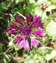 Small purple garden flower with thin sheets in flowerbed. cornflower