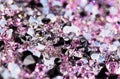 Small purple gem stones