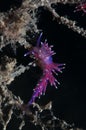 A small purple invertebrate Royalty Free Stock Photo