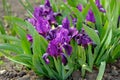 Small purple irises in the flowerbed.