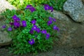 Small purple lilac  flowers growing between some rocks Royalty Free Stock Photo