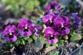 Small Purple Pansy Flowers Blooming Royalty Free Stock Photo