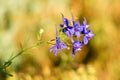 Small purple petals of the field flower