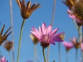 Small purple pink meadow flowers against blue sky. Suitable for floral background. Royalty Free Stock Photo