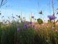 Small purple pink meadow flowers against blue sky.  Suitable for floral background. Wild summer flowers wallpaper. Royalty Free Stock Photo