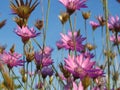 Small purple pink meadow flowers against blue sky.  Suitable for floral background. Wild summer flowers wallpaper. Royalty Free Stock Photo