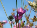 Small purple pink meadow flowers against blue sky. Suitable for floral background. Royalty Free Stock Photo