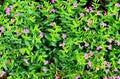 small purple plants in the garden