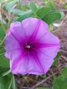small purple trumpet beach flowers