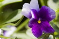 Small purple and white flowers, flowers