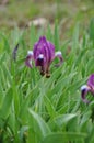 Small purple wild iris closeup Royalty Free Stock Photo