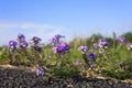 Small purple wildflowers on edge of highway