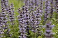 Purple wild flower on green background