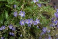 Small Purple Wildflowers in Wyoming