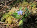 A little purple windflowers in forest. Royalty Free Stock Photo