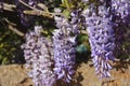Small purple wisteria flowers and green leaves on the branches of a shrub in the garden Royalty Free Stock Photo